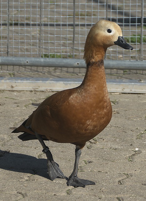 种种短板
