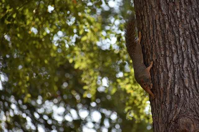 太阳各自面 太阳各自面