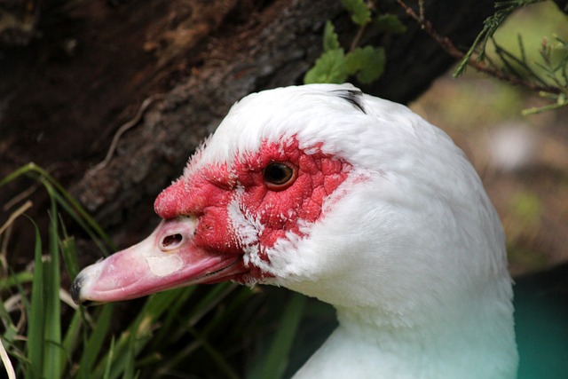 麦芒的较量 麦芒的较量